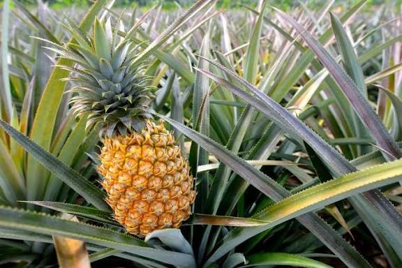 Tropical Fresh Fruit-Pineapple